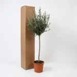 Olea Europaea op stam – olijfboom buitenplant