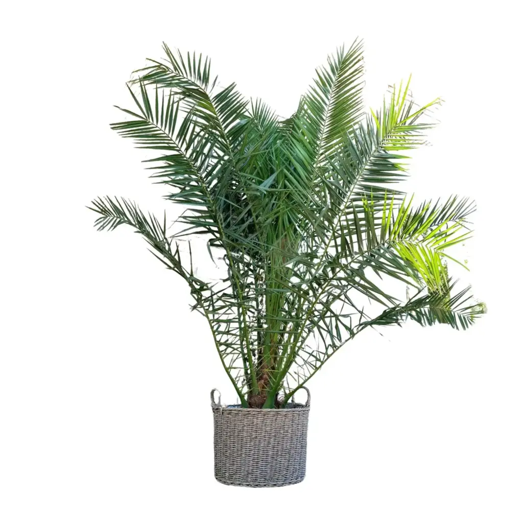 Phoenix Canariensis Canarische palmboom