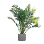 Phoenix Canariensis Canarische palmboom