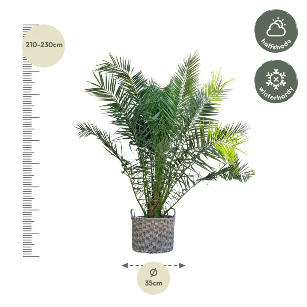 Phoenix Canariensis Canarische palmboom