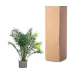 Phoenix Canariensis Canarische palmboom