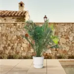 Phoenix Canariensis Canarische palmboom