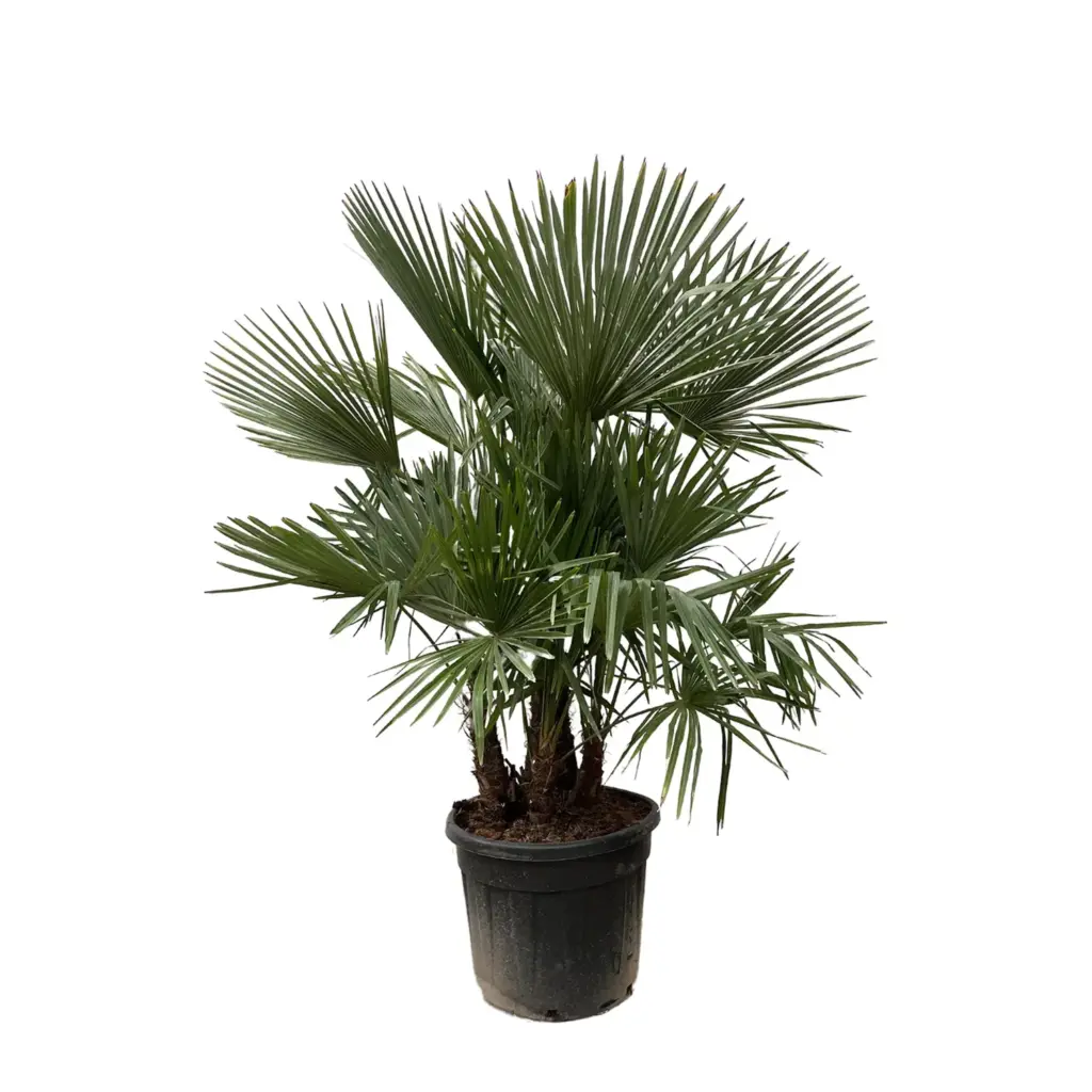 Trachycarpus multi stam – grote buitenpalm met meerdere stammen