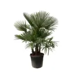 Trachycarpus multi stam – grote buitenpalm met meerdere stammen