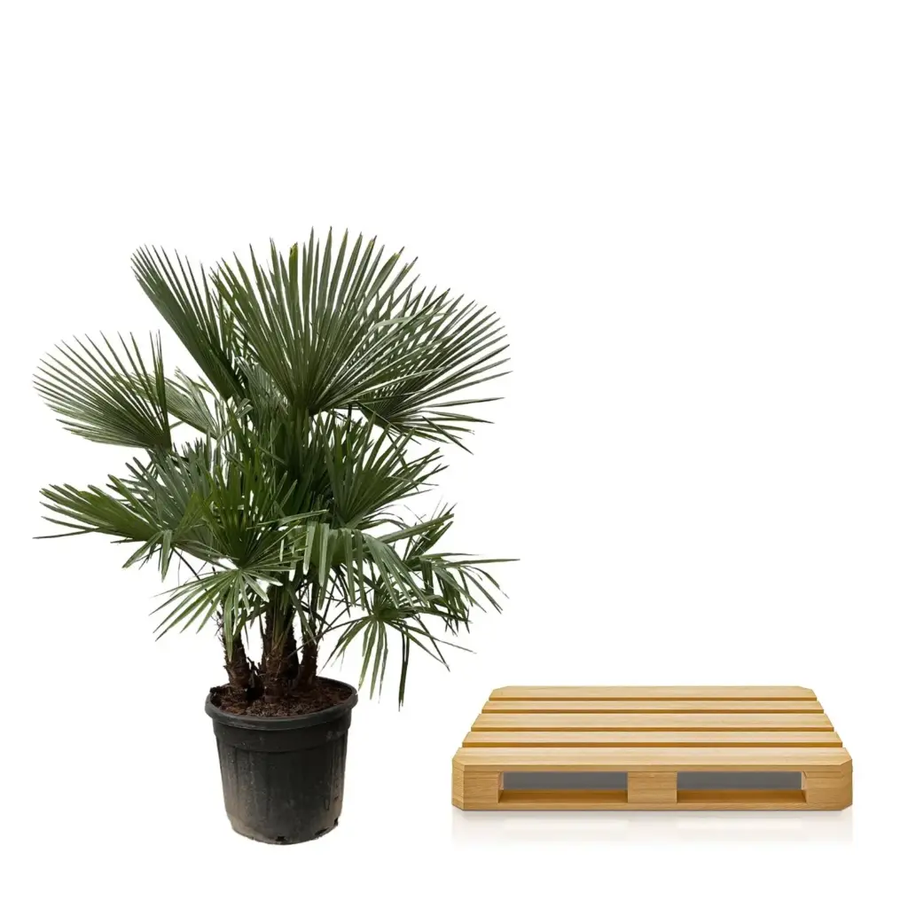 Trachycarpus multi stam – grote buitenpalm met meerdere stammen