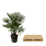 Trachycarpus multi stam – grote buitenpalm met meerdere stammen
