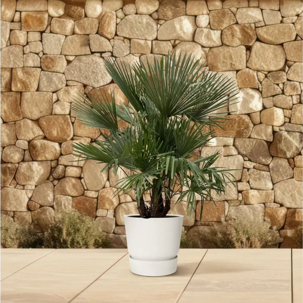 Trachycarpus multi stam – grote buitenpalm met meerdere stammen