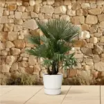 Trachycarpus multi stam – grote buitenpalm met meerdere stammen