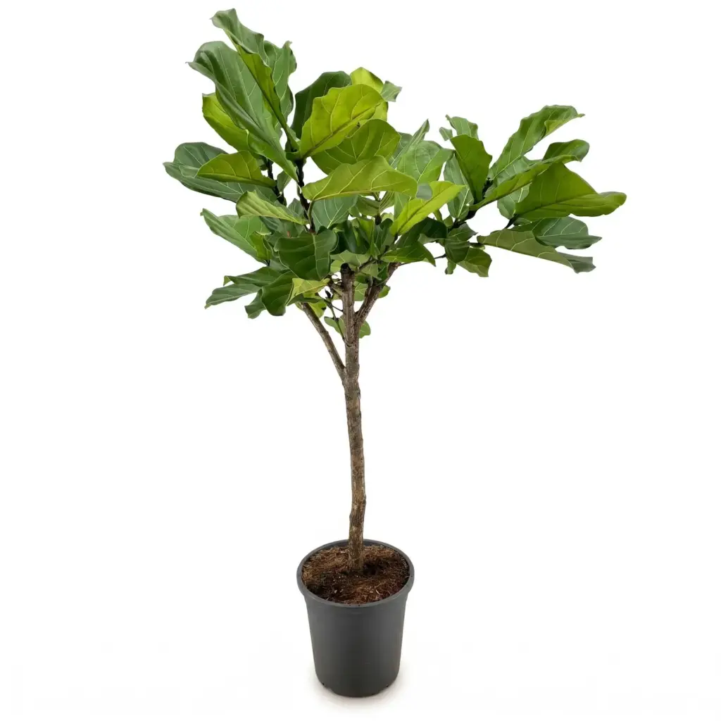 Ficus Lyrata boom kamerplant