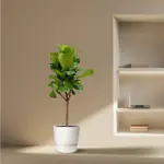 Ficus Lyrata boom kamerplant