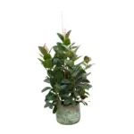 Ficus Robusta vertakt – kamerplant met meerdere stammen