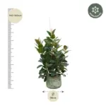 Ficus Robusta vertakt – kamerplant met meerdere stammen