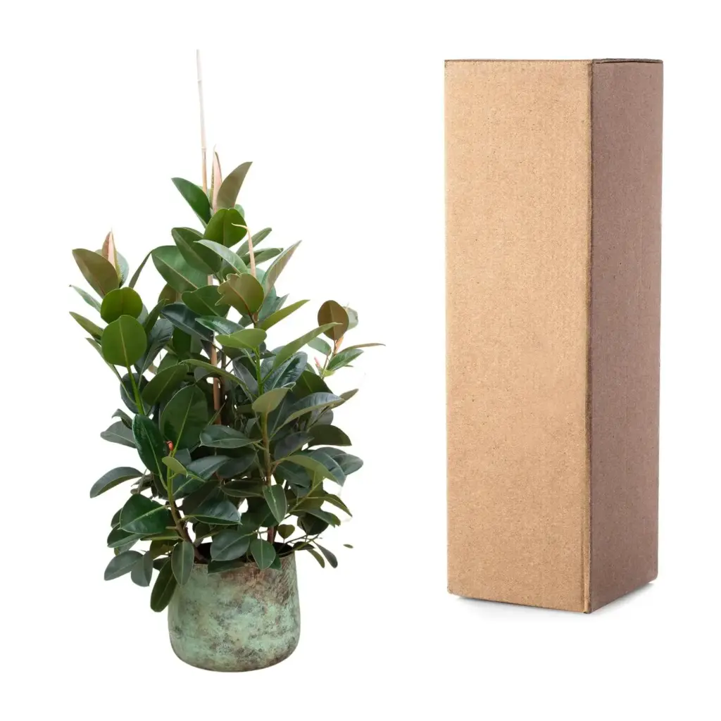 Ficus Robusta vertakt – kamerplant met meerdere stammen