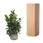 Ficus Robusta vertakt – kamerplant met meerdere stammen