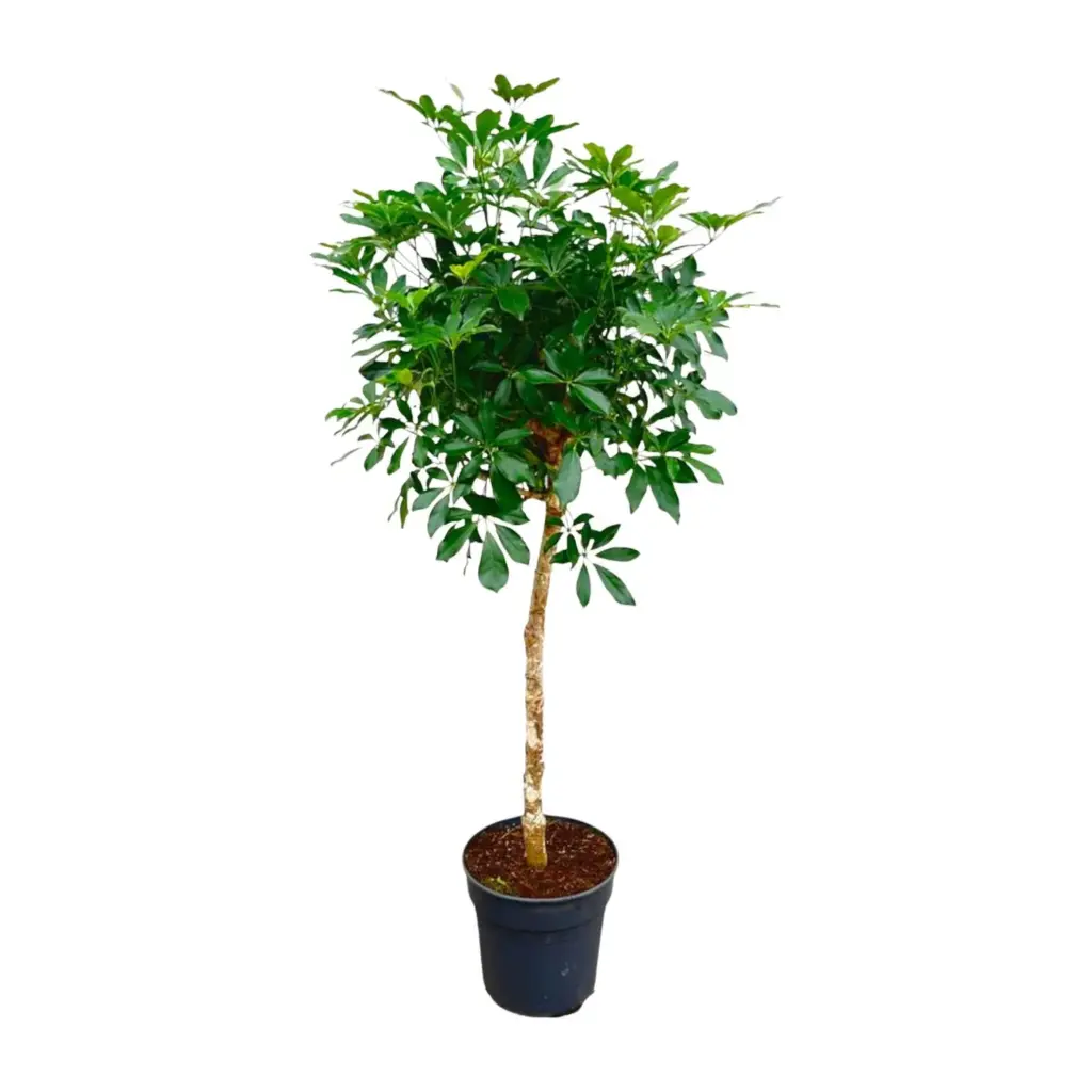 Schefflera op stam – grote kamerplant
