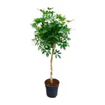 Schefflera op stam – grote kamerplant