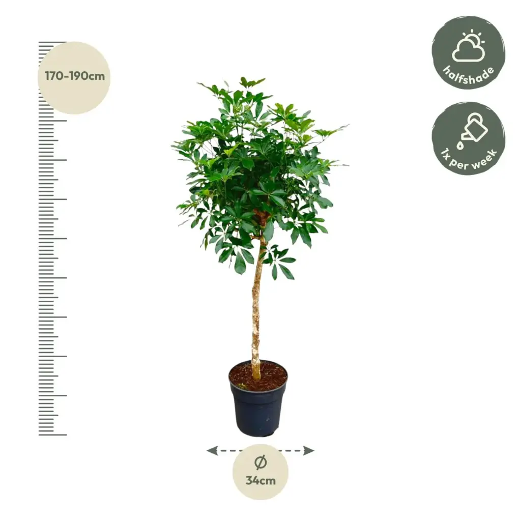 Schefflera op stam – grote kamerplant