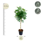Schefflera op stam – grote kamerplant