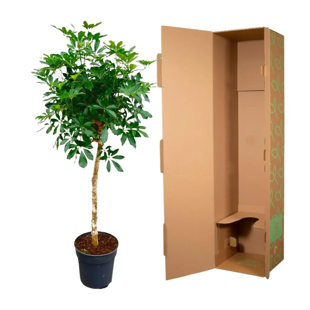Schefflera op stam – grote kamerplant