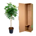 Schefflera op stam – grote kamerplant
