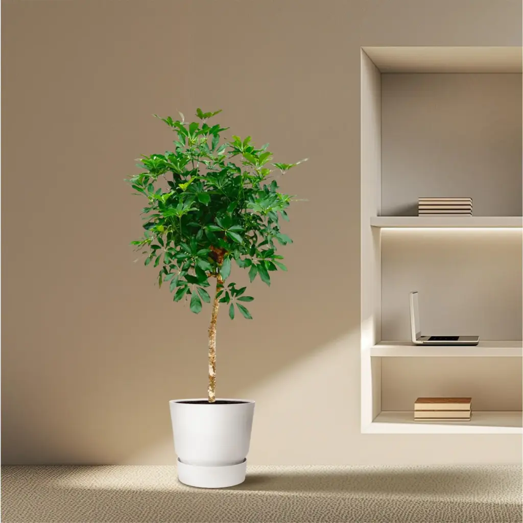 Schefflera op stam – grote kamerplant
