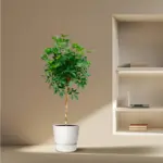 Schefflera op stam – grote kamerplant