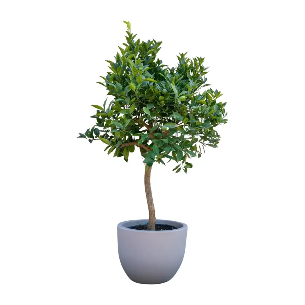 Sinaasappelboom buitenplant