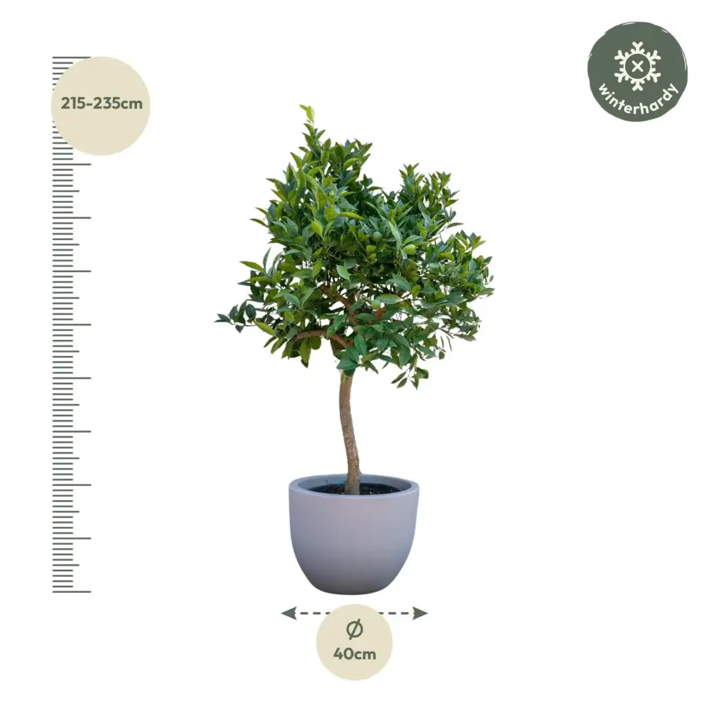 Sinaasappelboom buitenplant