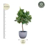 Sinaasappelboom buitenplant