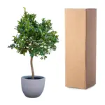 Sinaasappelboom buitenplant