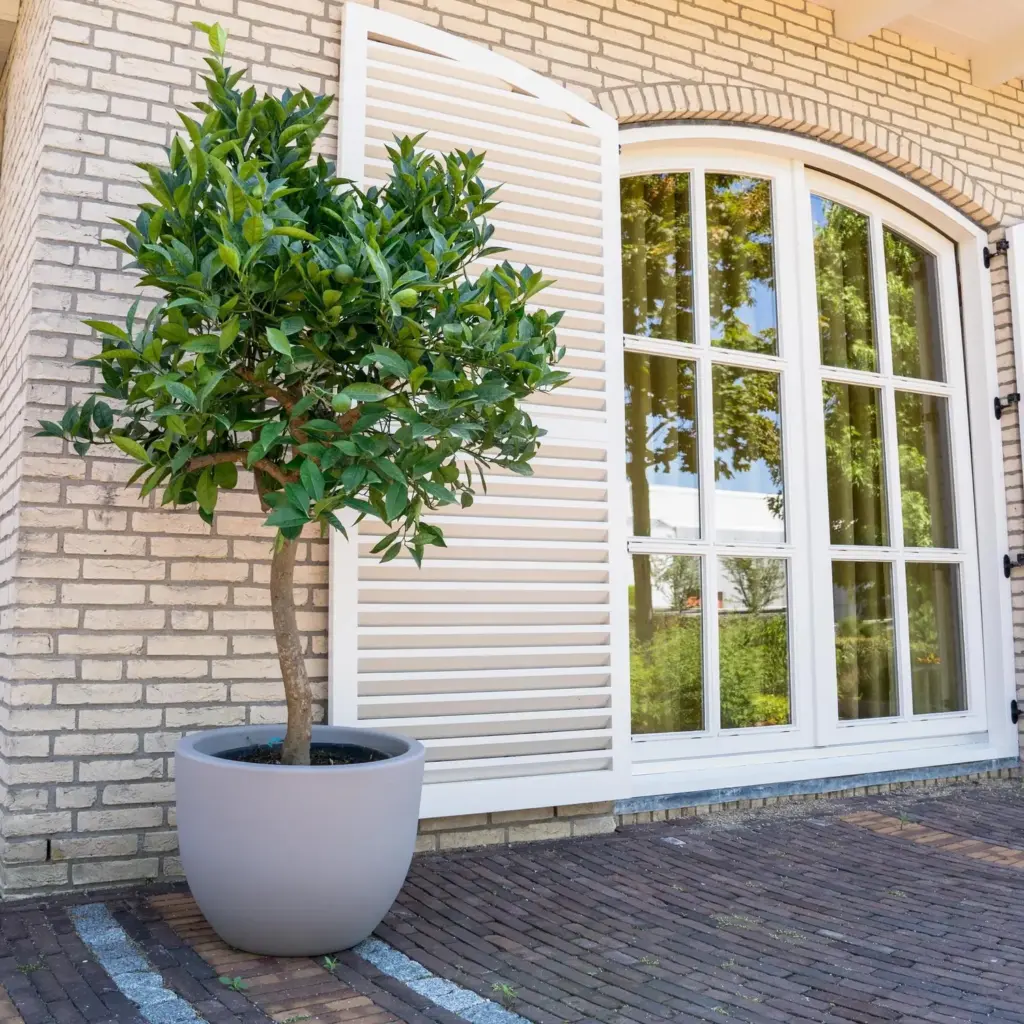 Sinaasappelboom buitenplant