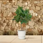 Sinaasappelboom buitenplant