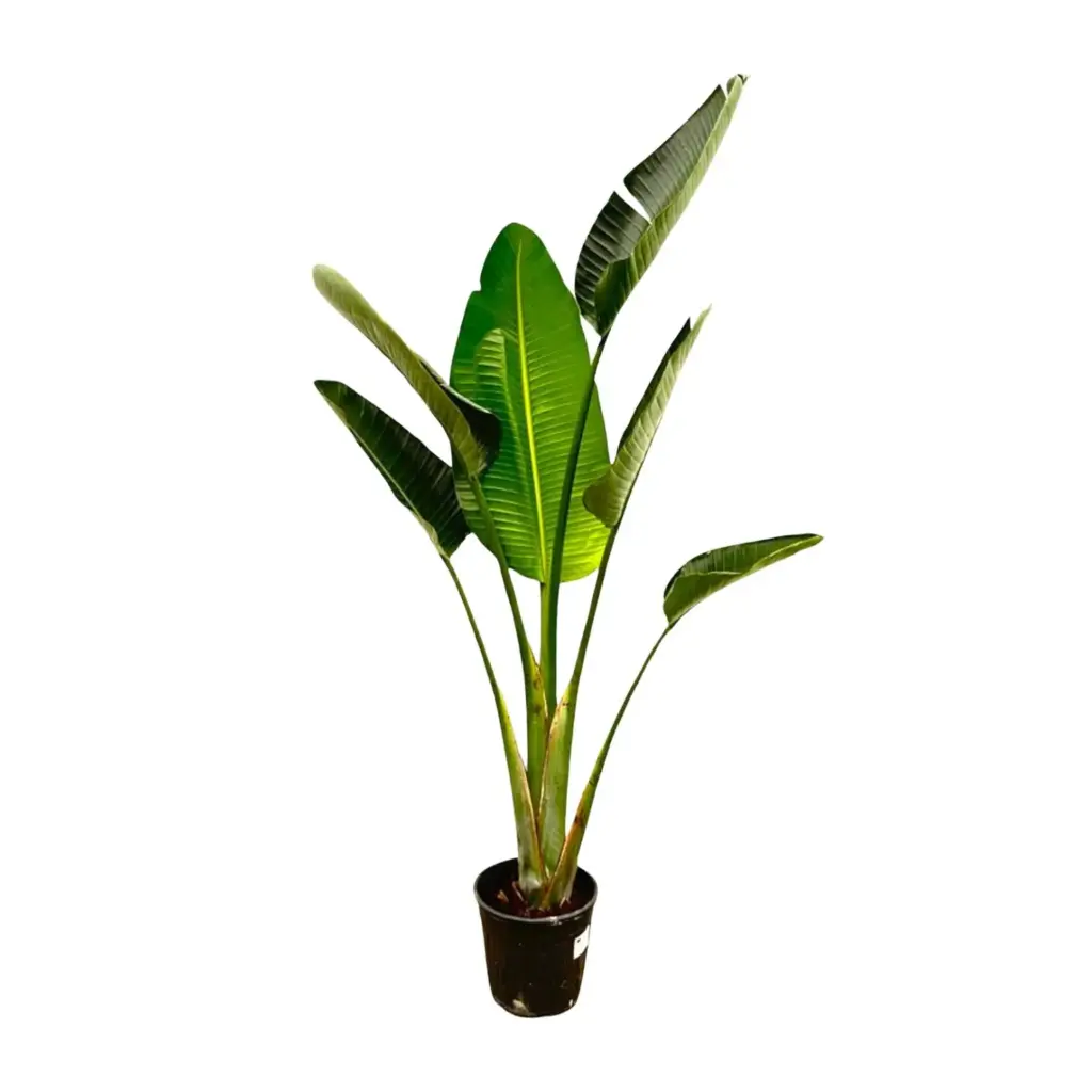 Strelitzia Augusta – kamerplant