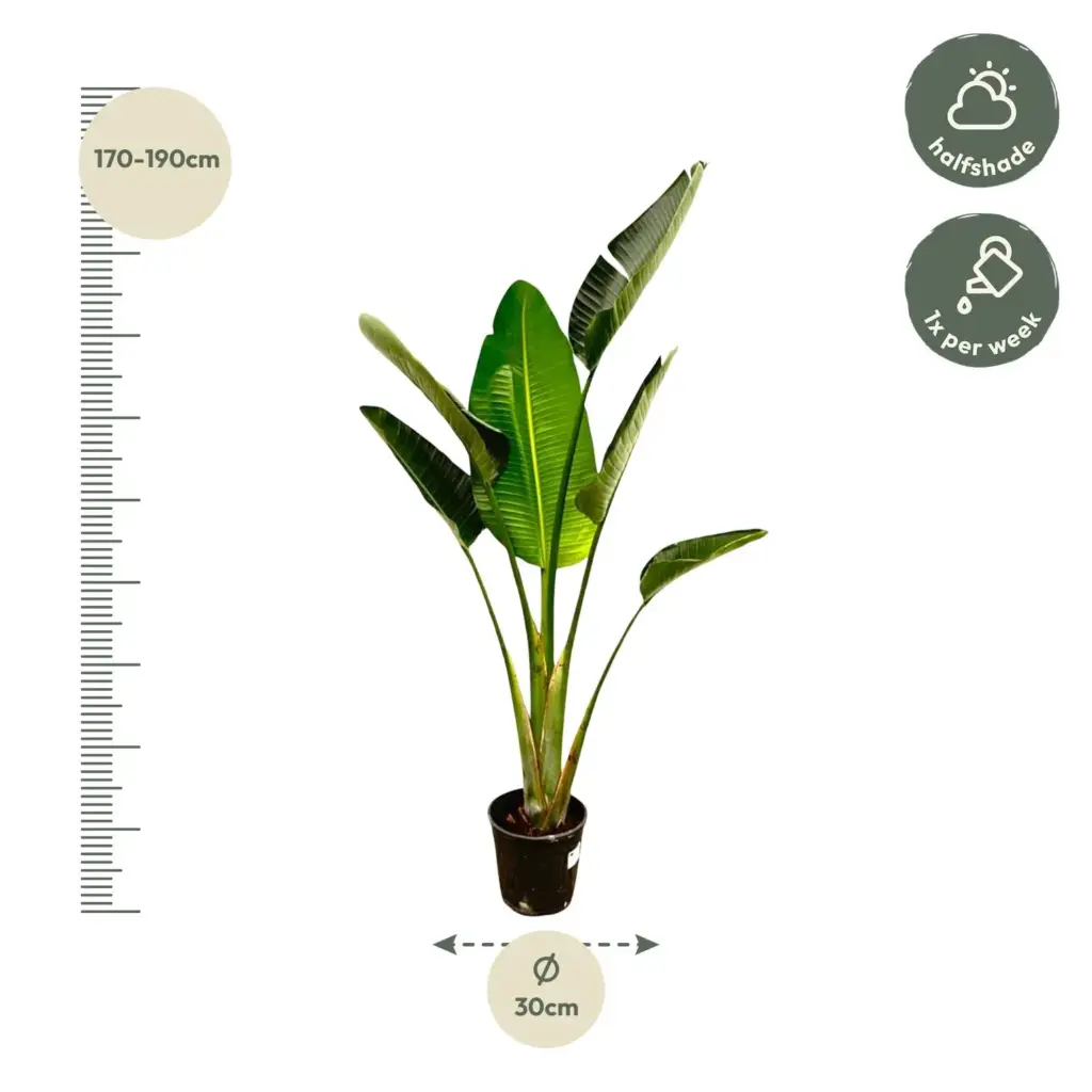 Strelitzia Augusta – kamerplant