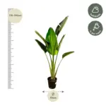 Strelitzia Augusta – kamerplant