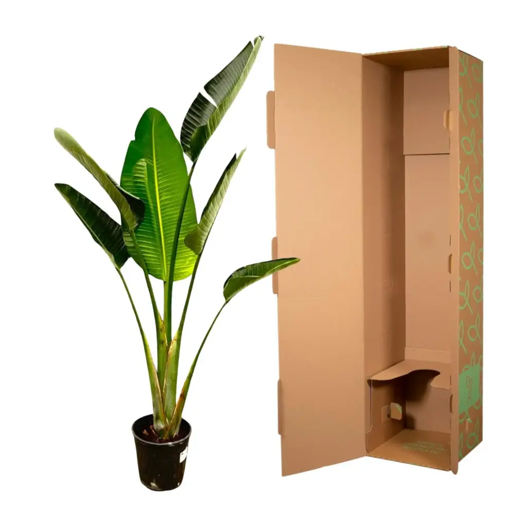 Strelitzia Augusta – kamerplant
