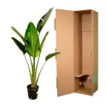 Strelitzia Augusta – kamerplant