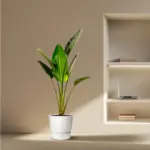 Strelitzia Augusta – kamerplant
