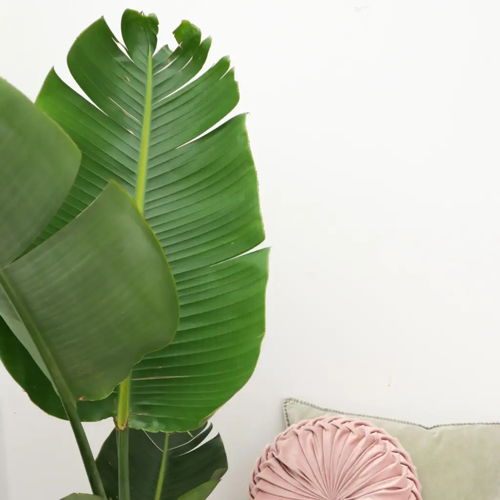 Strelitzia Augusta – kamerplant