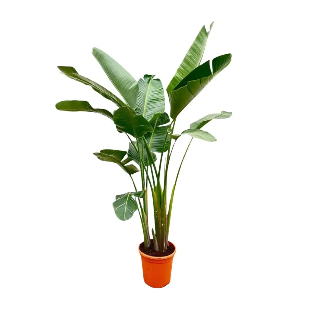 Strelitzia Augusta de luxe kamerplant