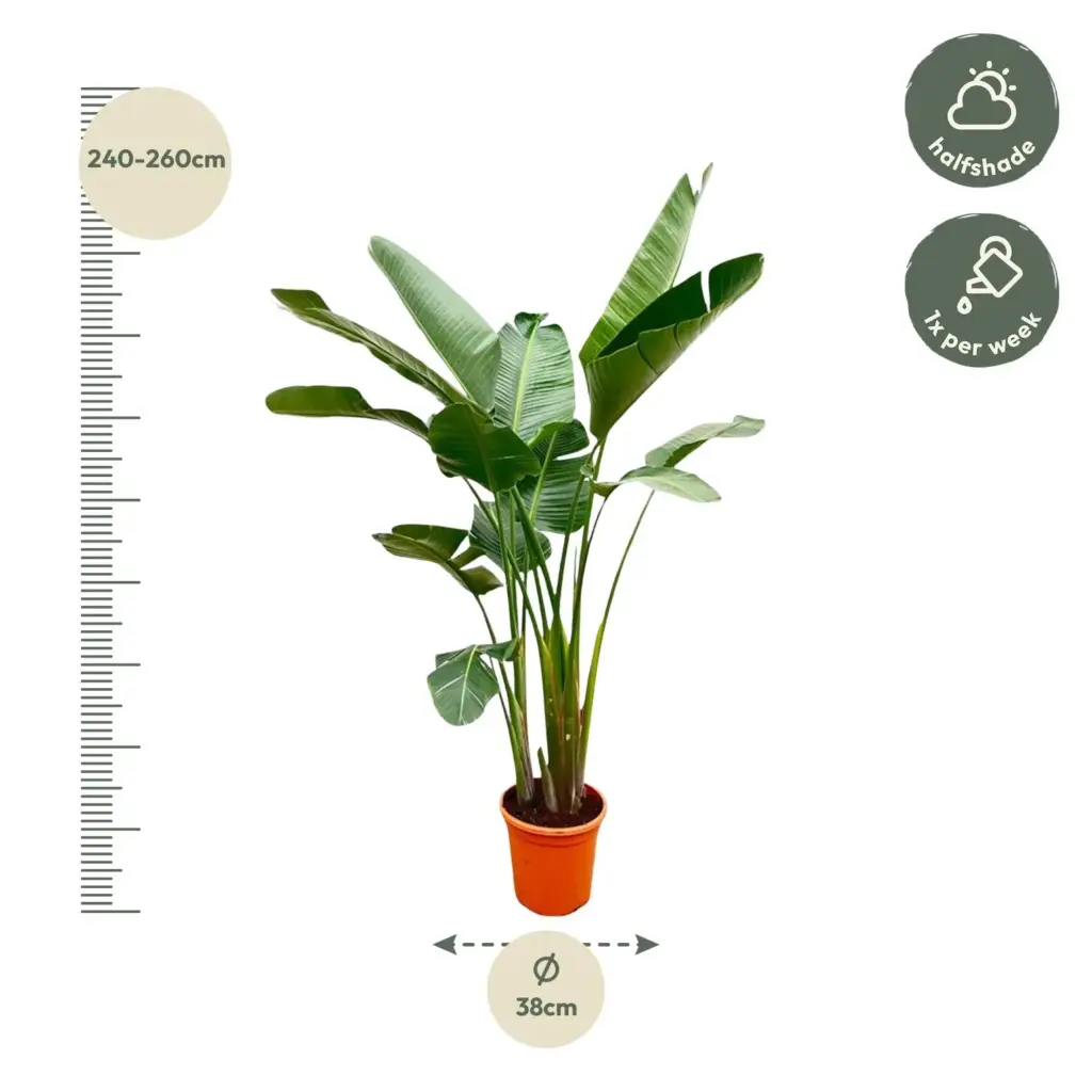 Strelitzia Augusta de luxe kamerplant