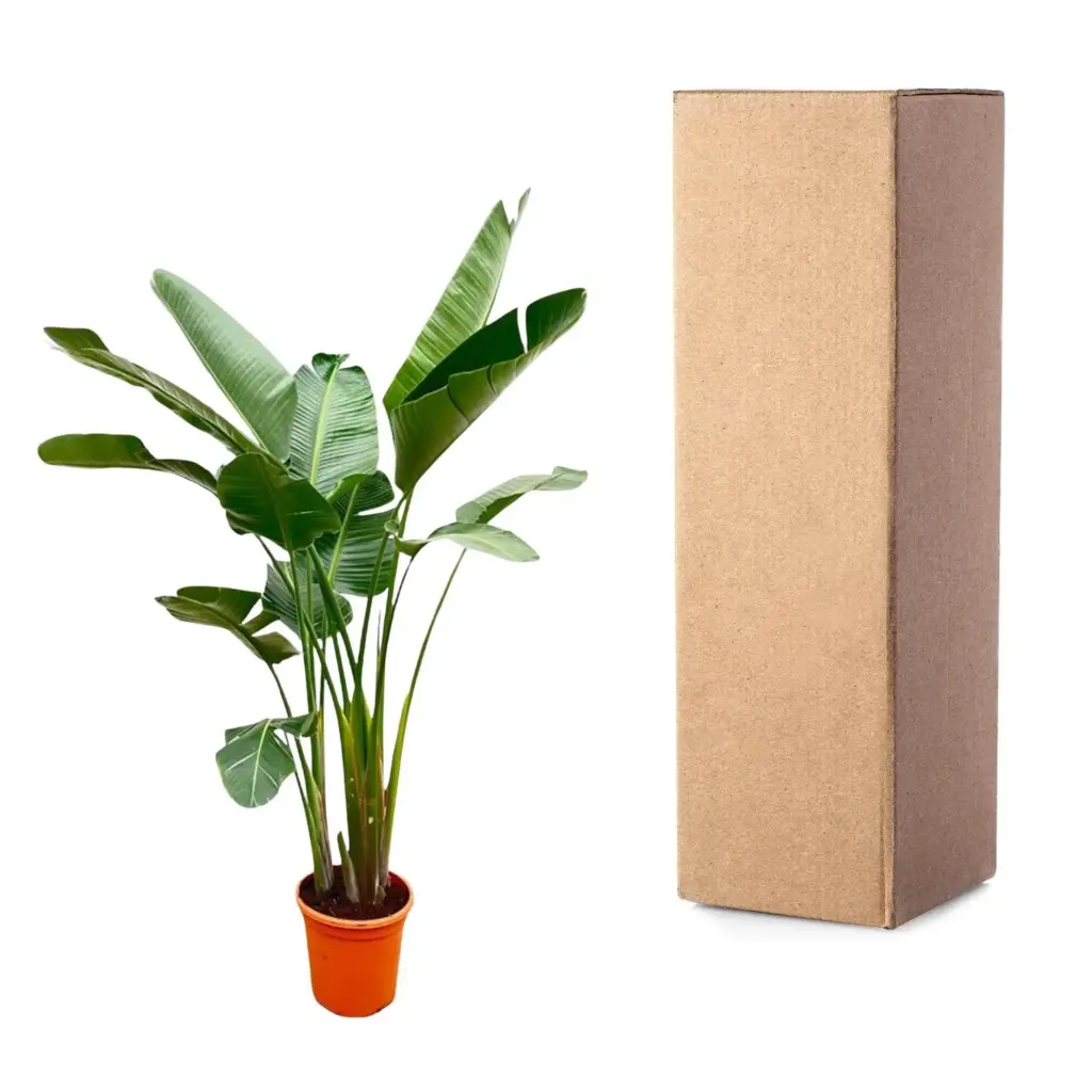 Strelitzia Augusta de luxe kamerplant