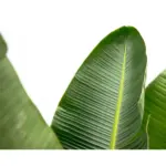 Strelitzia Augusta de luxe kamerplant