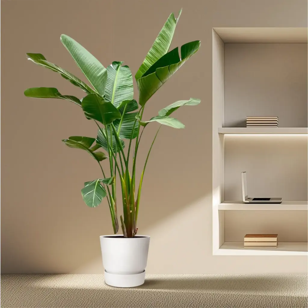 Strelitzia Augusta de luxe kamerplant