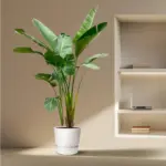 Strelitzia Augusta de luxe kamerplant