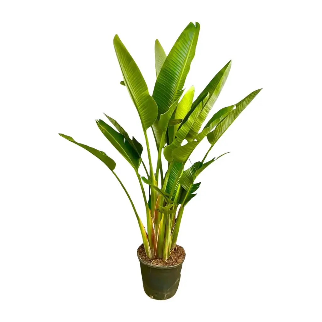 Strelitzia Augusta multi-stam kamerplant