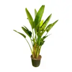 Strelitzia Augusta multi-stam kamerplant
