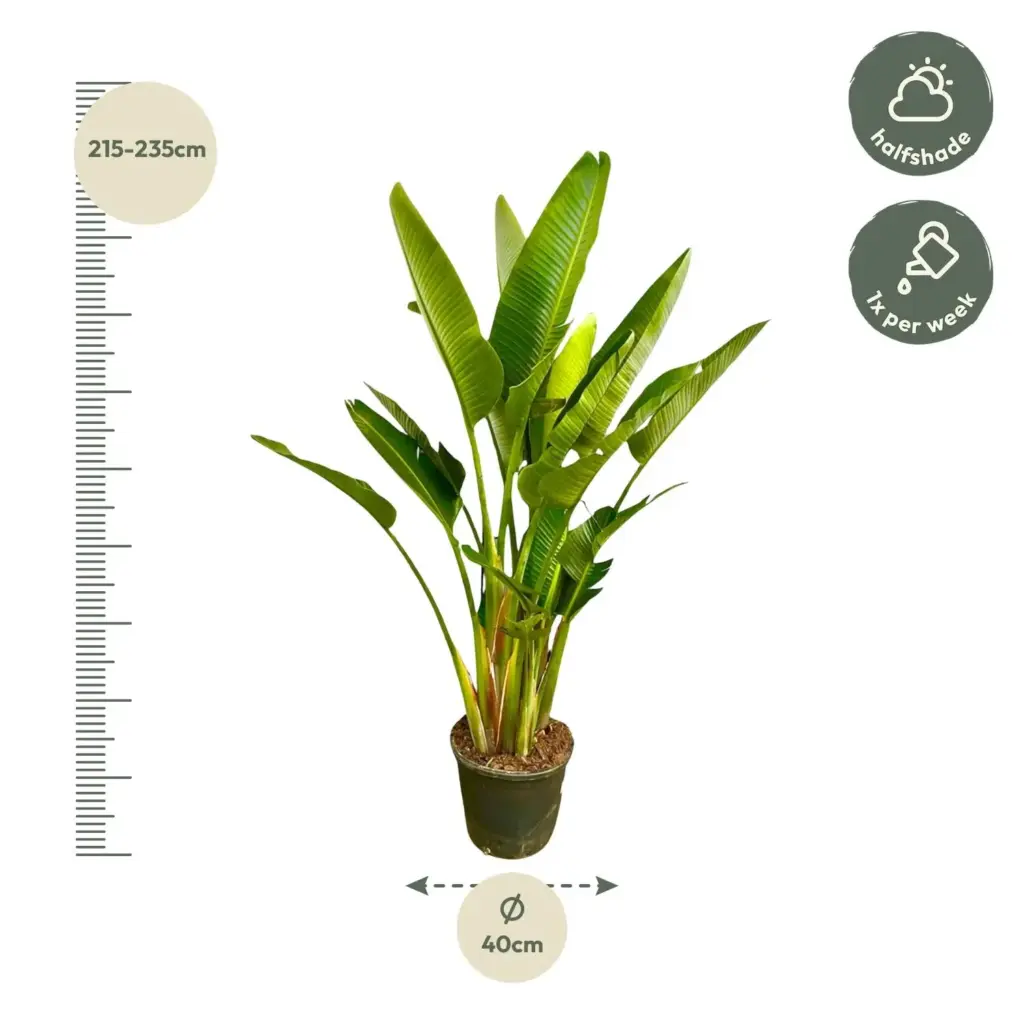 Strelitzia Augusta multi-stam kamerplant