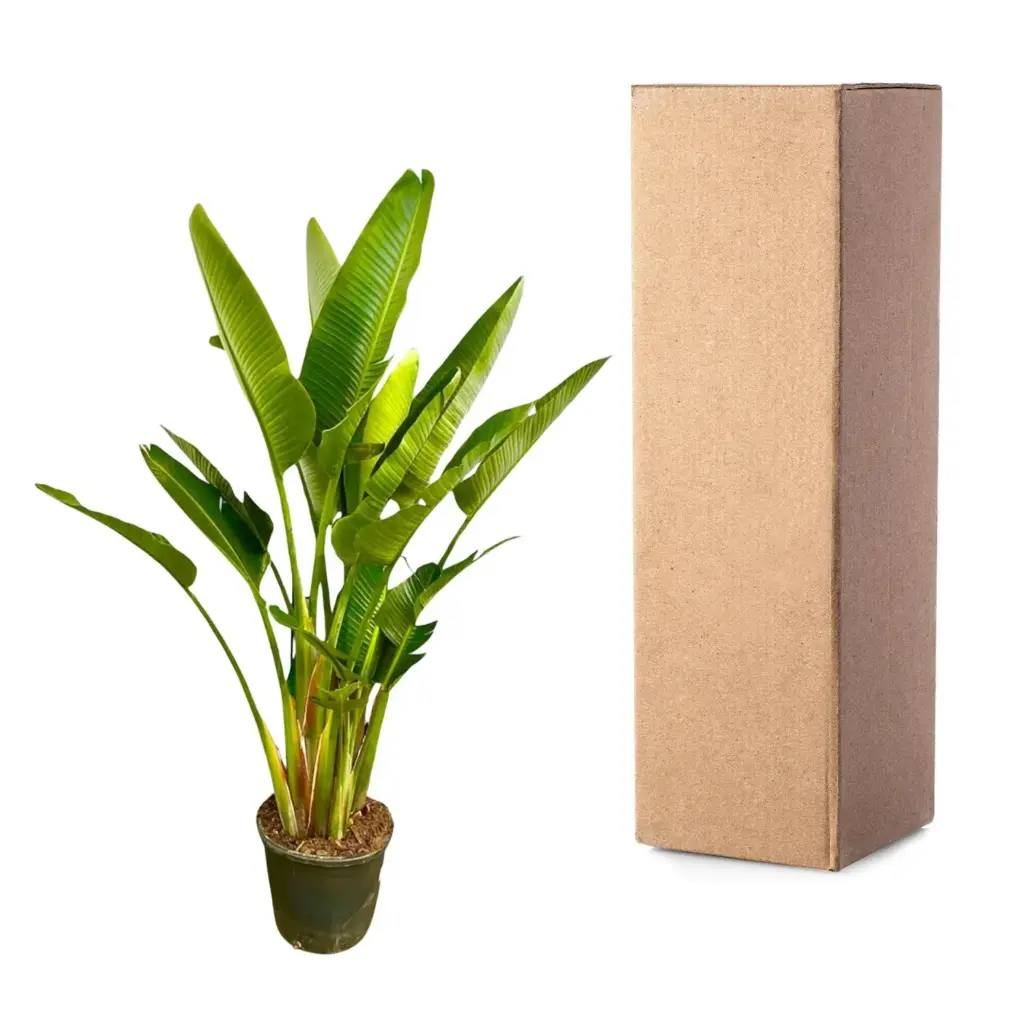 Strelitzia Augusta multi-stam kamerplant