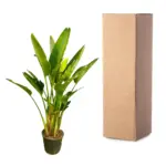 Strelitzia Augusta multi-stam kamerplant